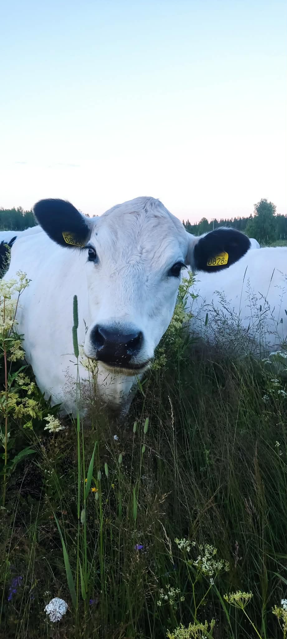 Grönbeteskött av fjällko - 10-kiloslåda
