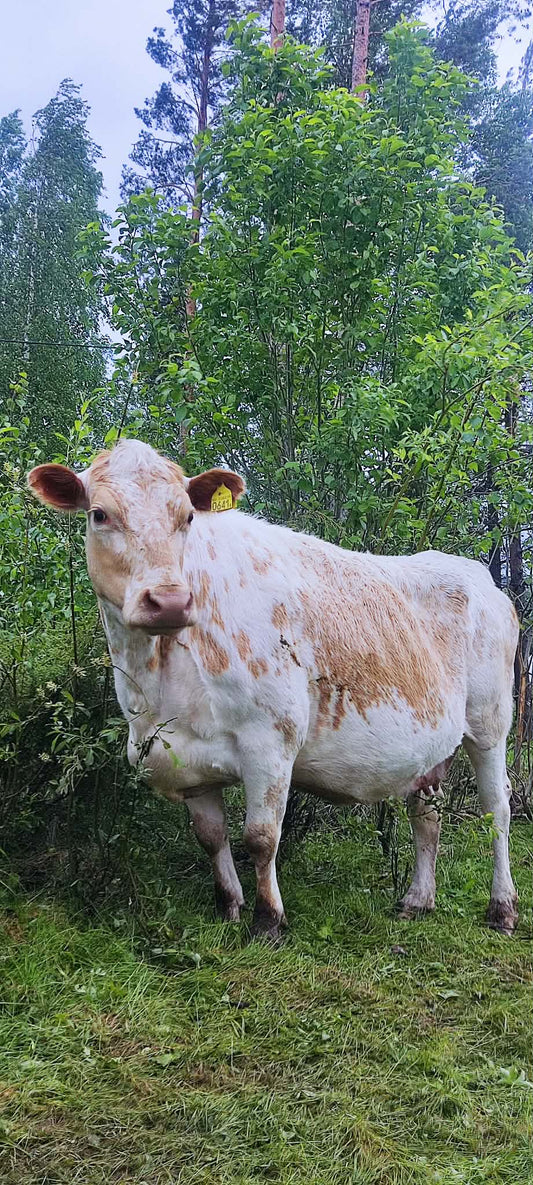 Grönbeteskött av fjällko - 10-kiloslåda