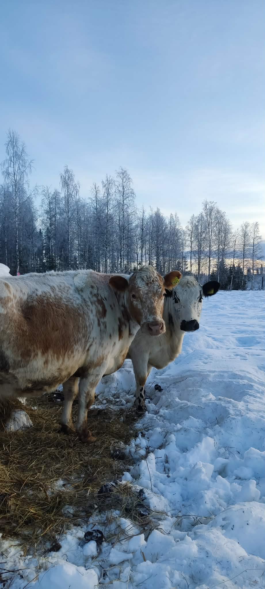 Grönbeteskött av fjällko - 10-kiloslåda