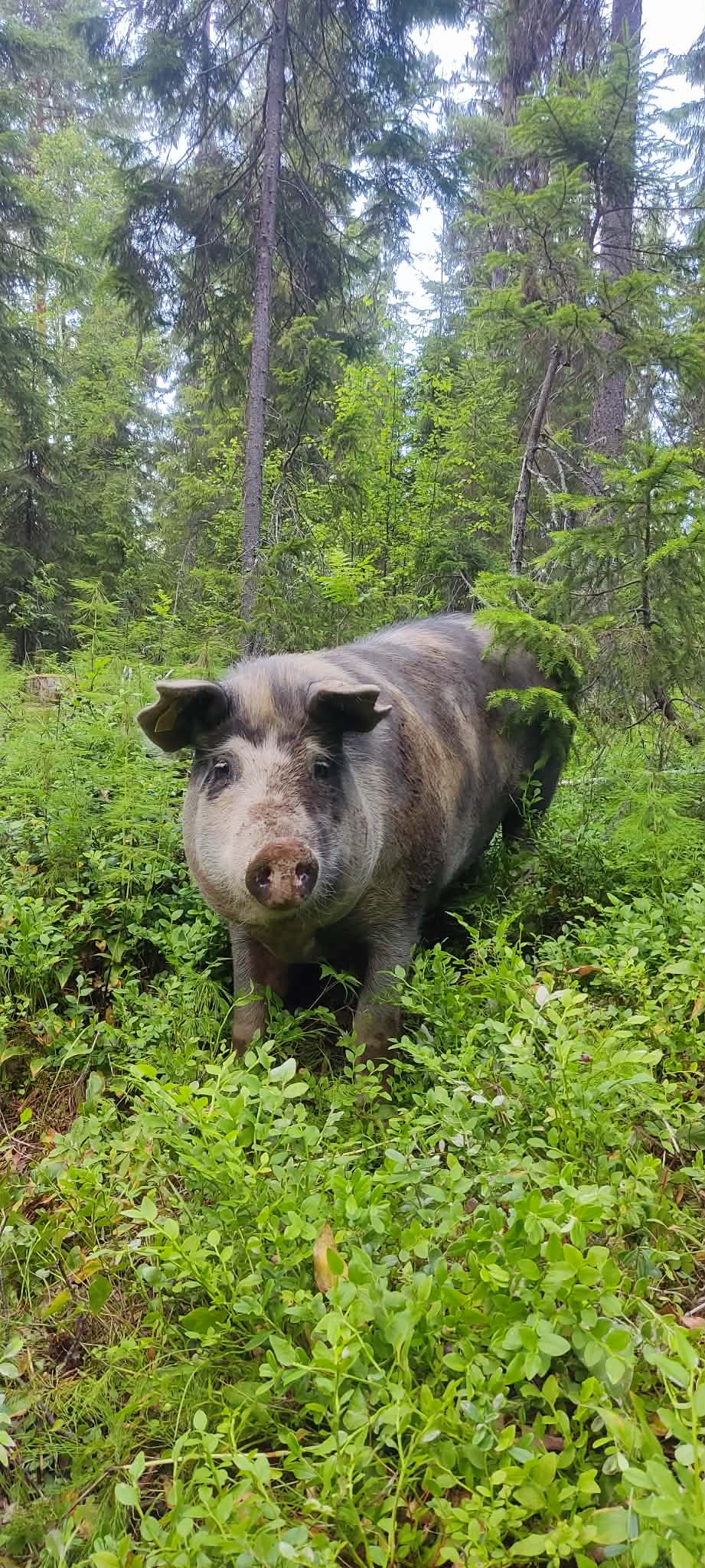 Lyxlåda av linderödsvin - 10-kiloslåda
