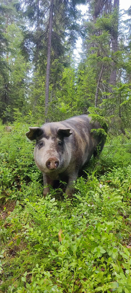 Lyxlåda av linderödsvin - 10-kiloslåda