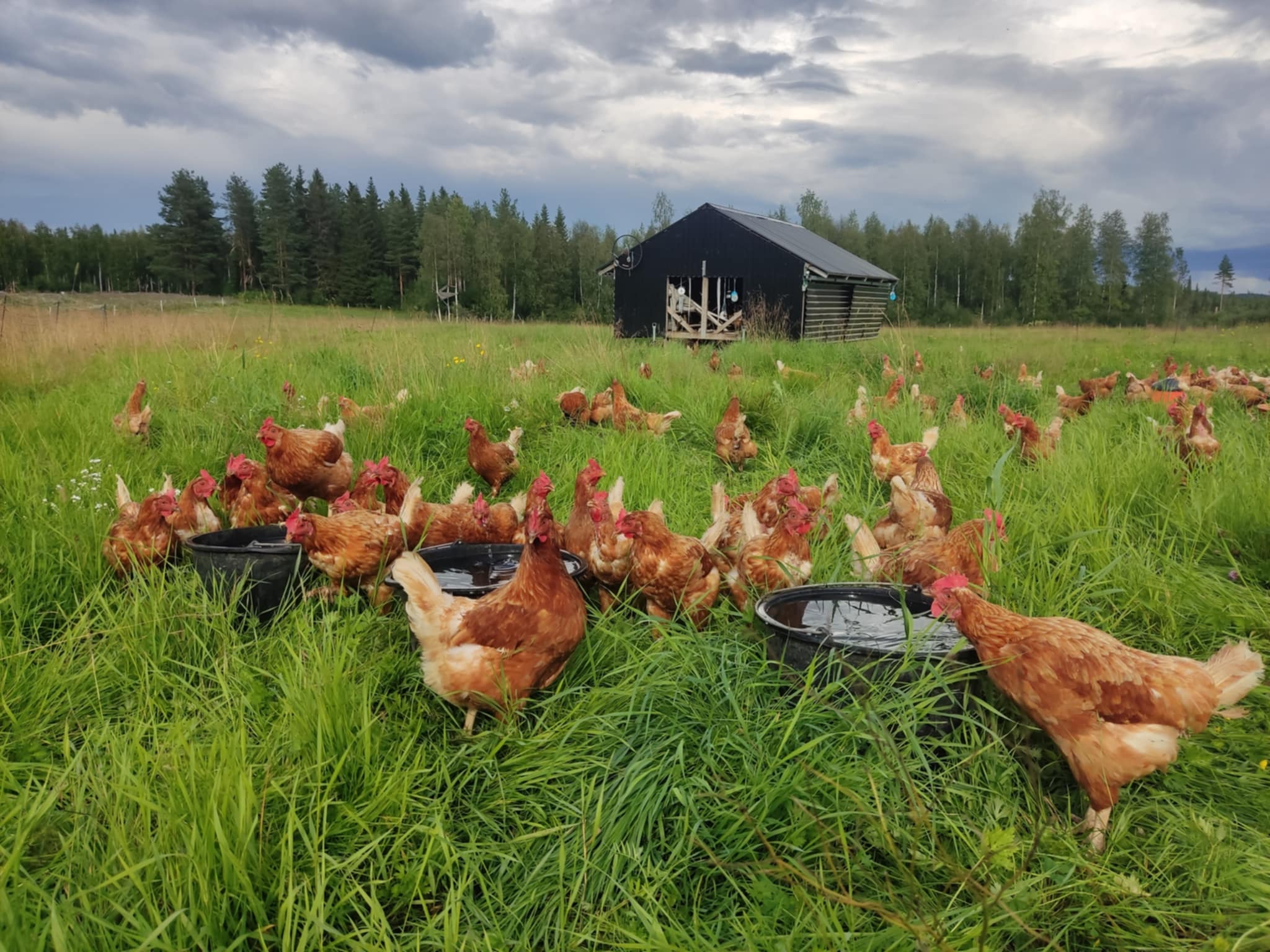 Ladda video: Höns på grönbete